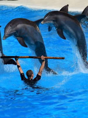 broderie diamant Un homme tenant un bâton en l'air avec des dauphins sautant hors de l'eau