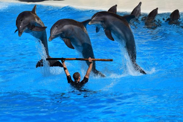 broderie diamant Un homme tenant un bâton en l'air avec des dauphins sautant hors de l'eau