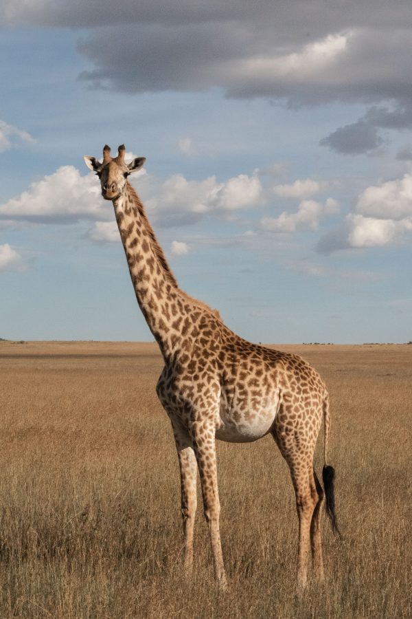 broderie diamant Une girafe debout dans un champ