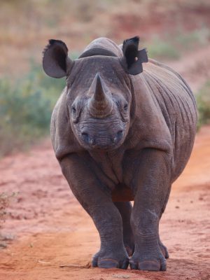 broderie diamant Un rhinocéros marchant sur un chemin de terre