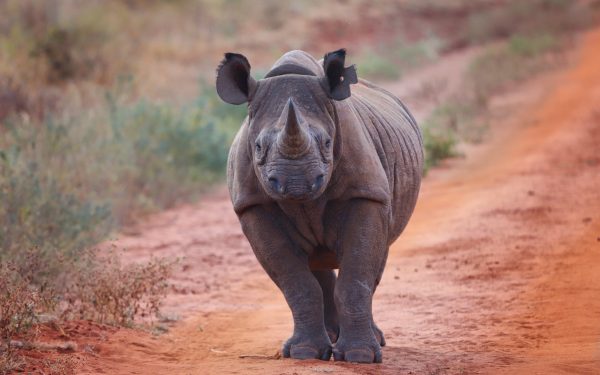 broderie diamant Un rhinocéros marchant sur un chemin de terre