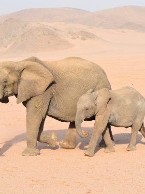 broderie diamant Une mère éléphant et son éléphanteau marchant dans le désert