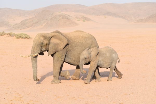 broderie diamant Une mère éléphant et son éléphanteau marchant dans le désert