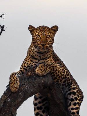 broderie diamant Un léopard couché sur une branche d'arbre