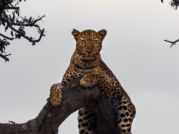 broderie diamant Un léopard couché sur une branche d'arbre