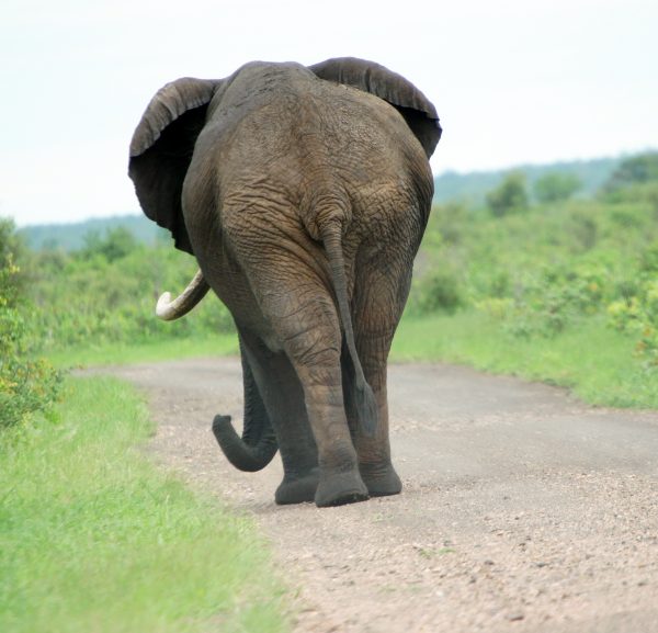 broderie diamant Un éléphant marchant sur un chemin de terre