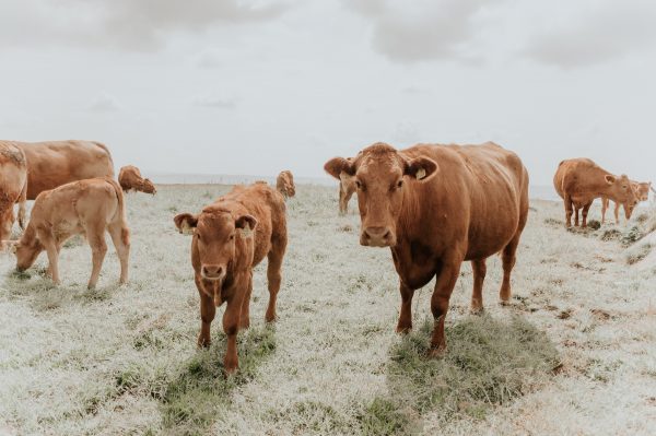 broderie diamant Un groupe de vaches dans un champ avec l'île d'Assateague en arrière-plan