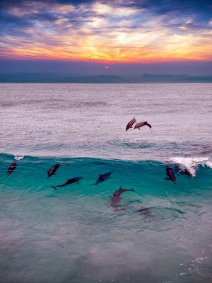 broderie diamant Un groupe de dauphins sautant hors de l'eau