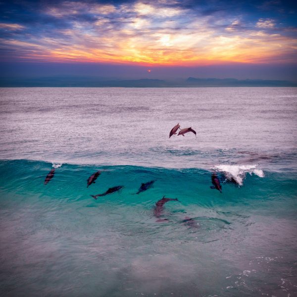 broderie diamant Un groupe de dauphins sautant hors de l'eau
