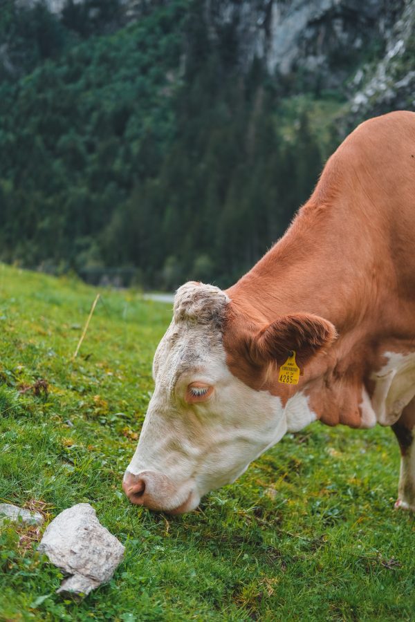 broderie diamant Une vache mangeant de l'herbe dans un champ