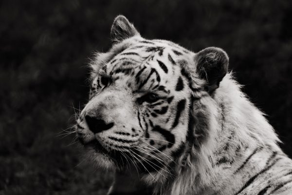 broderie diamant Un tigre blanc à rayures noires