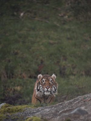 broderie diamant Un tigre debout dans l'herbe