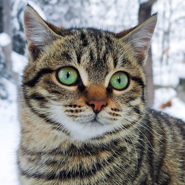 broderie diamant Un chat aux yeux verts dans la neige