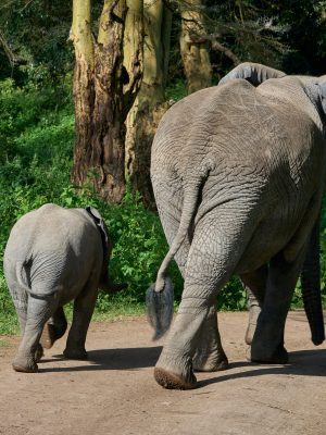 broderie diamant Deux éléphants marchant sur un chemin de terre