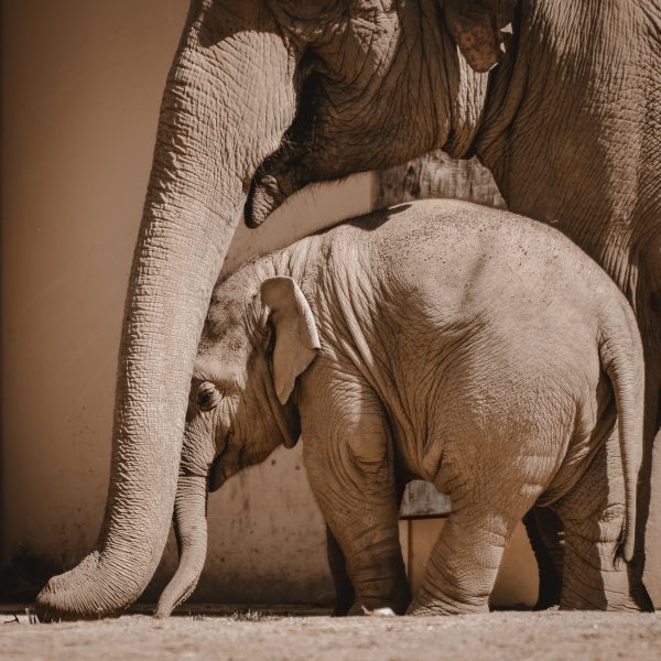 broderie diamant Un éléphanteau et un éléphant adulte