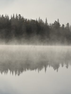 broderie diamant Un canard nageant dans un lac avec du brouillard et des arbres en arrière-plan
