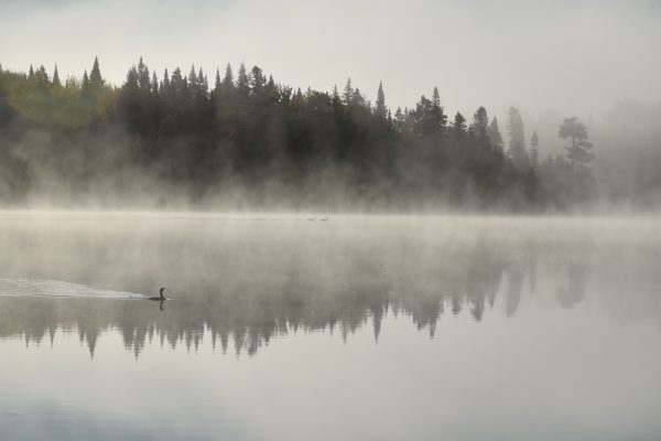 broderie diamant Un canard nageant dans un lac avec du brouillard et des arbres en arrière-plan