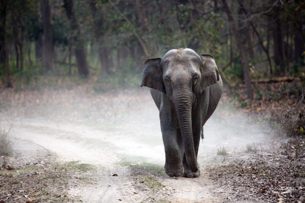 broderie diamant Un éléphant marchant sur un chemin de terre