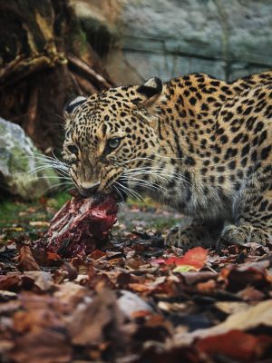 broderie diamant Un léopard mangeant un morceau de viande