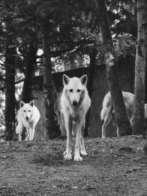 broderie diamant Un groupe de loups blancs dans une forêt