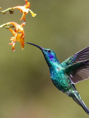 broderie diamant Un colibri volant à côté d'une fleur