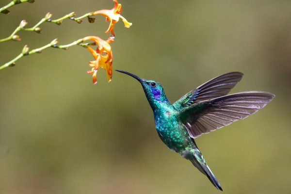 broderie diamant Un colibri volant à côté d'une fleur