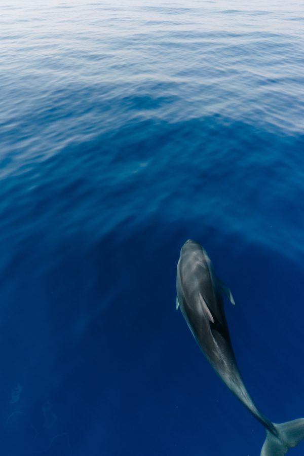 broderie diamant Un dauphin nageant dans l'eau