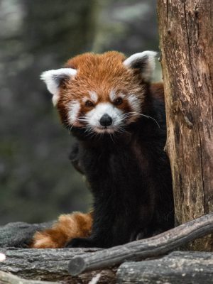 broderie diamant Un panda roux assis à côté d'un arbre