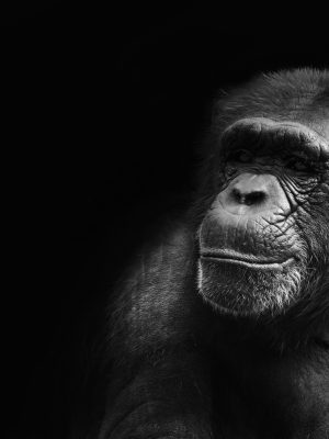 broderie diamant Une photo en noir et blanc d'un gorille