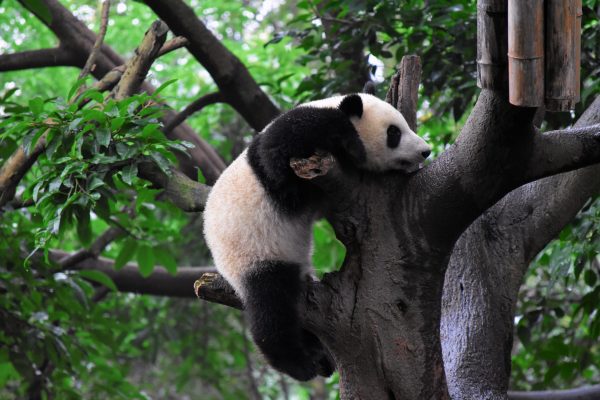 broderie diamant Un panda dormant sur un arbre