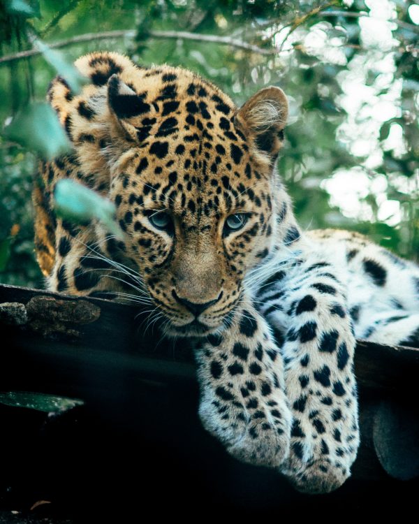 broderie diamant Un léopard couché sur un tronc