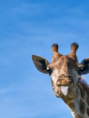 broderie diamant Une girafe tirant la langue