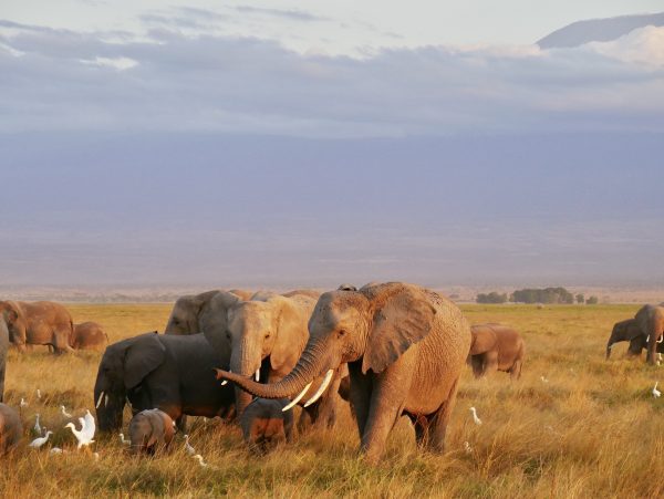 broderie diamant Un groupe d'éléphants dans un champ