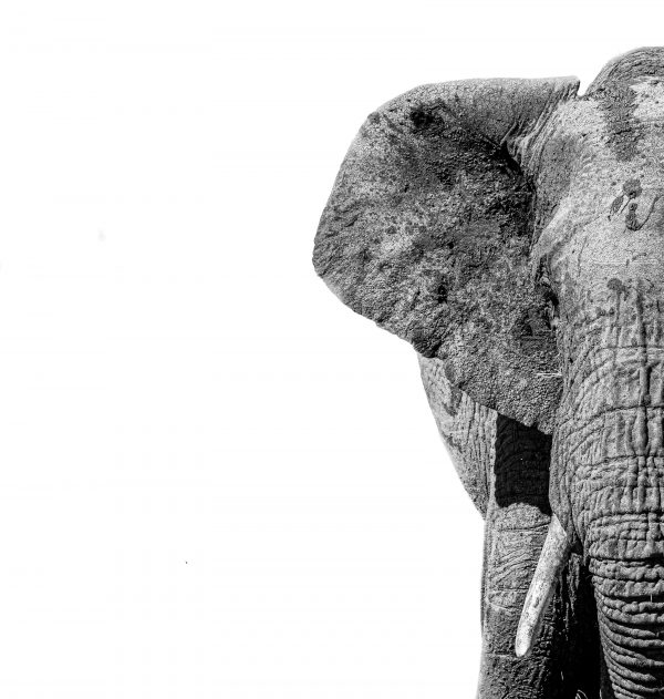 broderie diamant Un éléphant avec des défenses sur la tête