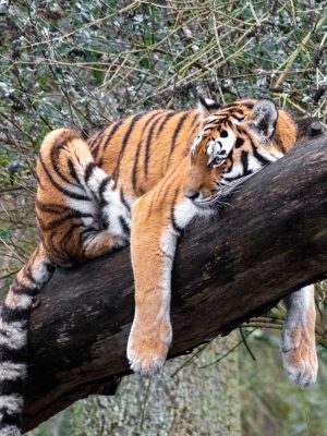 broderie diamant Un tigre couché sur une branche d'arbre