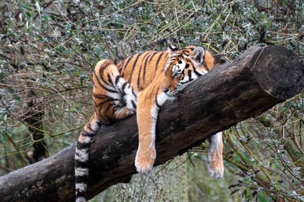 broderie diamant Un tigre couché sur une branche d'arbre