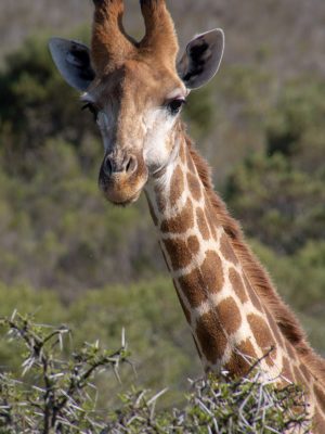 broderie diamant Une girafe debout dans un champ