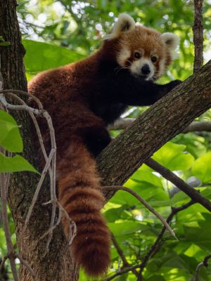 broderie diamant Un panda roux dans un arbre