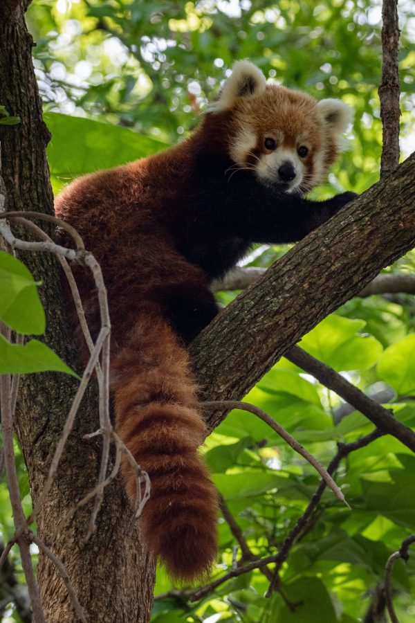 broderie diamant Un panda roux dans un arbre