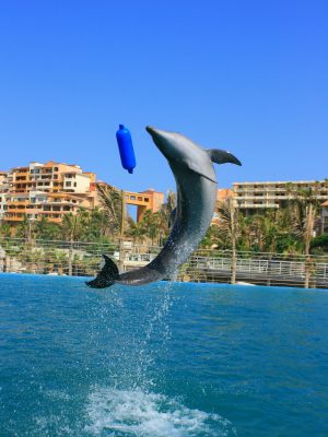 broderie diamant Un dauphin sautant hors de l'eau avec un objet bleu en l'air