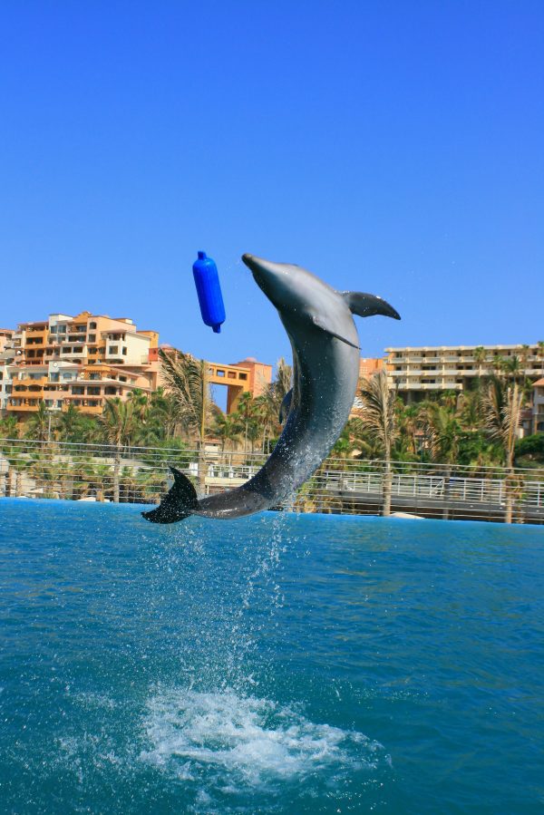 broderie diamant Un dauphin sautant hors de l'eau avec un objet bleu en l'air