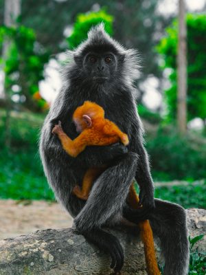 broderie diamant Un singe tenant un bébé singe