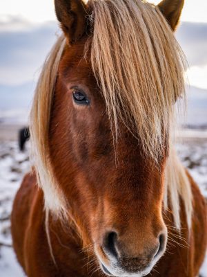 broderie diamant Un cheval à la crinière blonde