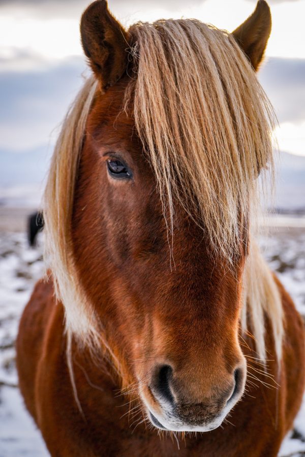 broderie diamant Un cheval à la crinière blonde