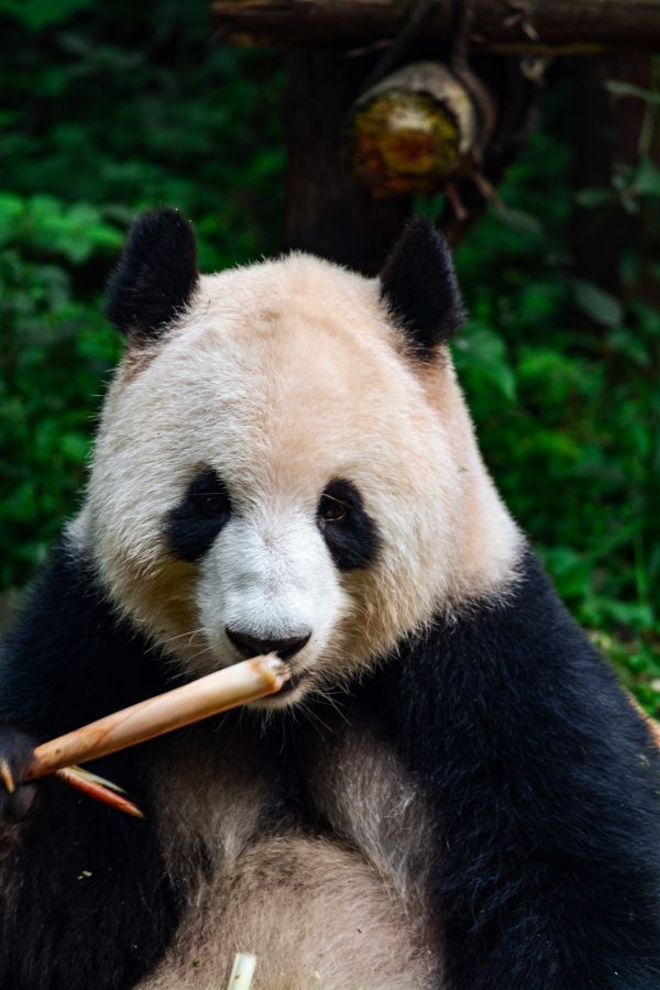 broderie diamant Un panda mangeant du bambou