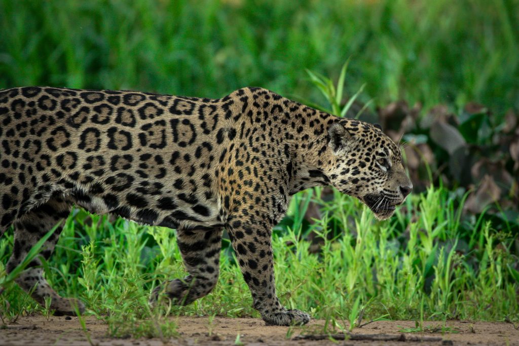 broderie diamant Un léopard marchant dans l'herbe