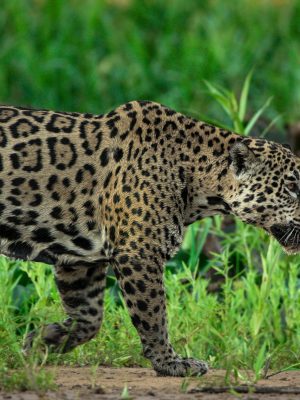 broderie diamant Un léopard marchant dans l'herbe