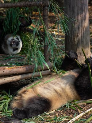 broderie diamant Un panda couché sur le sol mangeant du bambou