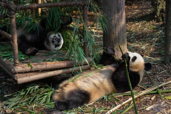 broderie diamant Un panda couché sur le sol mangeant du bambou