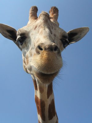 broderie diamant Une girafe qui regarde l'appareil photo